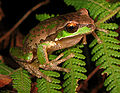 Litoria subglandulosa