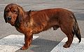 Alpine Dachsbracke