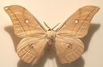 Thumbnail for File:Antheraea pernyi.jpg