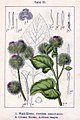 Arctium nemorosum vol. 14 - plate 15 in: Jacob Sturm: Deutschlands Flora in Abbildungen (1796) (fig. 1)