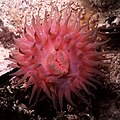 Rote Seeanemone