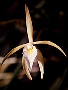 Brassavola martiana