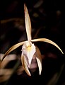 Brassavola martiana Suriname