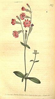 Vorschaubild für Silene bellidifolia