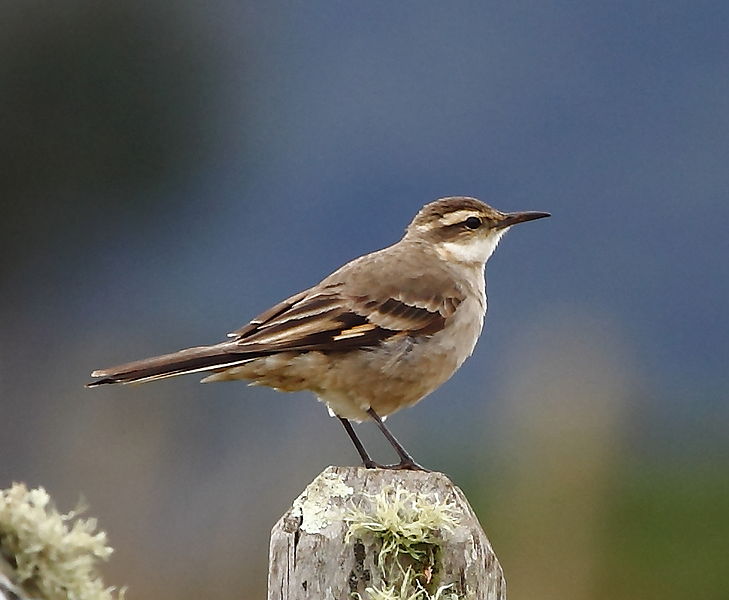 File:Cinclodes pabsti - Long-tailed cinclodes.JPG