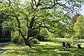 Corylus colurna en été.