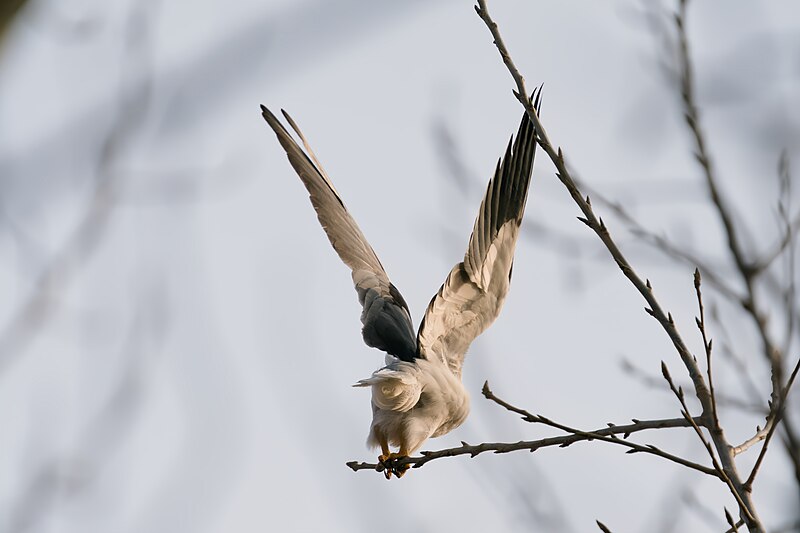 File:Elanus caeruleus-Weifang 09.jpg