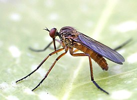 Комар-толкунчик вида Empis stercorea