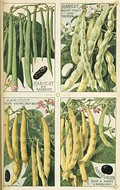 Bean cultivars illustrated in 1891 catalog of French seed producer Vilmorin