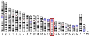 Chromosome 15 humain