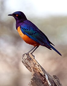 Masaistare Lamprotornis hildebrandti Foto: Noel Feans