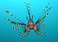 Red lionfish