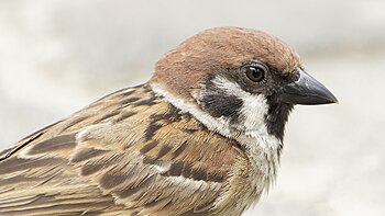 Burung Ciak Urasia