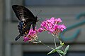 Papilio bianor (Chinese Peacock)