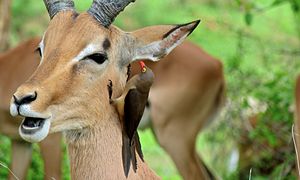 Sur un impala