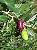 ripening Lucques olives