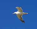 * Nomination Sea gull in flight -- Alvesgaspar 22:56, 12 August 2013 (UTC) * Promotion Good Quality --Rjcastillo 23:17, 12 August 2013 (UTC)