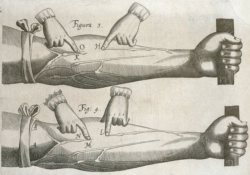 File:W. Harvey; Exercitatio anatomica...; valves in forearm. Wellcome L0019696.jpg