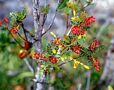 Weinmannia trichosperma (em flor).