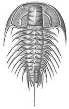 Trilobites, now extinct, roamed oceans for 270 million years.[71]