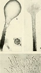 Graphium stadium van Ophiostoma ulmi: Coremium met conidia