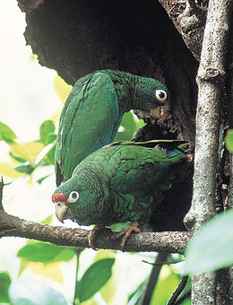 Puertorikinė amazonė (Amazona vittata)