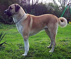 Anatolian Shepherd