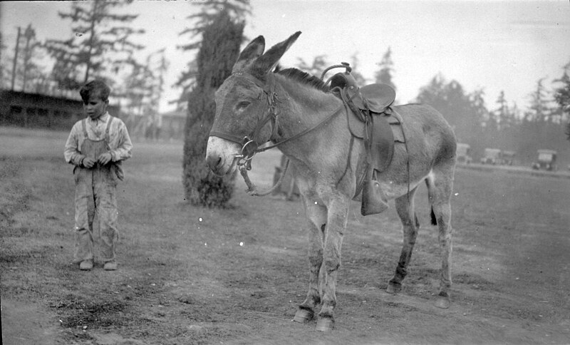 File:Boy with donkey at Woodland Park Zoo, circa 1920s (52827336651).jpg