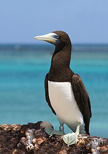 Brunsule Sula leucogaster (Foto: Duncan Wright)