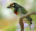 Coppersmith barbet Megalaima haemacephala