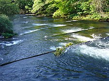 Fischtreppe im Dart