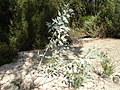 E. cretata, juvenile, showing low branching 'mallee' form, Melbourne, Victoria