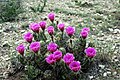 Echinocereus triglochidiatus.