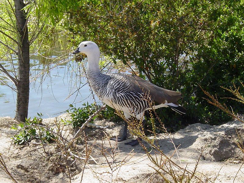 File:Ganso Upland Goose.jpg