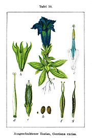 Gentiana acaulis (as syn. Gentiana excisa) vol. 10 - plate 10 in: Jacob Sturm: Deutschlands Flora in Abbildungen (1796)