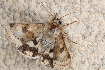 Kardväddsknölfly, Heliothis viriplaca