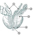 Thumbnail for File:Illu quiz prostate01.jpg