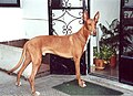 Pharaoh Hound