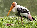 Burung botak padi di Zoo Negara Malaysia