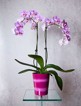 Phalaenopsis cultivar with two flower spikes.