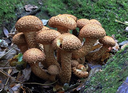 Pholiota squarrosa, Shaggy Scalycap, UK