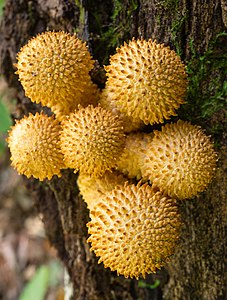 Pholiota squarrosoides