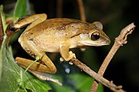 Polypedetes megacephalus