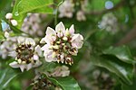 Indian Beech (Karanj or Karanja in Hindi, Bengali, Marathi and Gujarati, Pungam புங்கம்  in Tamil, Pungu in Telugu) -- Pongamia pinnata