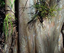 Psilotum nudum (à droite) en compagnie de l'autre espèce du genre, Psilotum complanatum (à gauche), poussant naturellement en épiphyte sur un arbre à Puʻu Kaua (Mont Waiʻanae, Oahu, Hawaï).