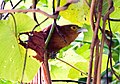 Rufous coucal