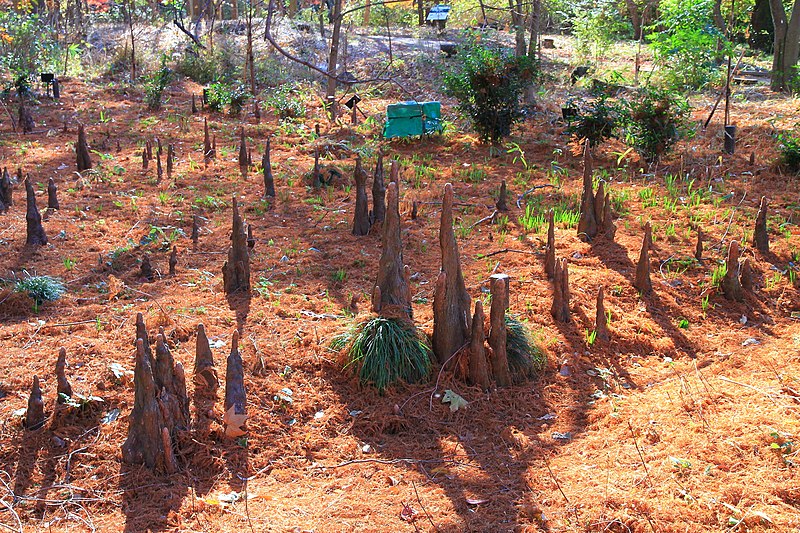 File:Shinjyuku Shinjyuku-Gyoen Baldcypress Aerial Roots 1.JPG