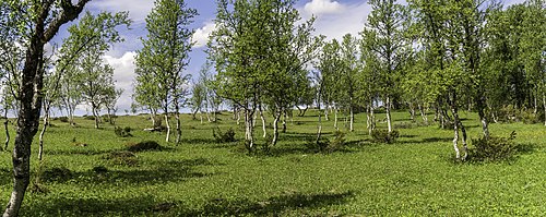 Sølendet reservat. Bruker: Klevsand. Bildet med orkidé kunne på én måte ha vært tatt hvor som helst (orkidé fokusert, omgivelser bare kulisser), men illustrerer faktisk et poeng, gitt at området er kjent for å ha flere relativt sjeldne orkidéarter. (Er ikke tilstrekkelig inne i fagområdet til å vurdere om den avbildede orkideen er sjelden.) Fjellbjerk (på det andre bildet) finnes forsåvidt mange steder, men pent bilde som faktisk er fra et verneområde. (Dog ikke så skarpt som billedstørrelsen 20 MB skulle tilsi.)