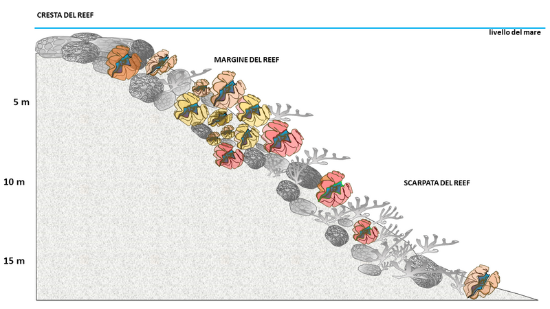 File:Tridacna-reef association.png