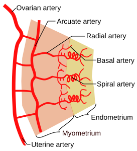 Baarmoederarteriële vaten met rechts spiraalvormige slagaders.[5]